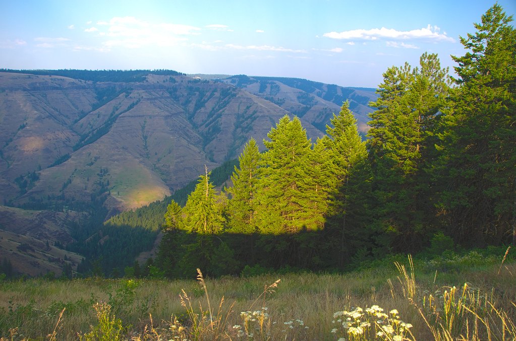 Conifers along a grassy ridge overlooking a deep canyon with steep open slopes beyond