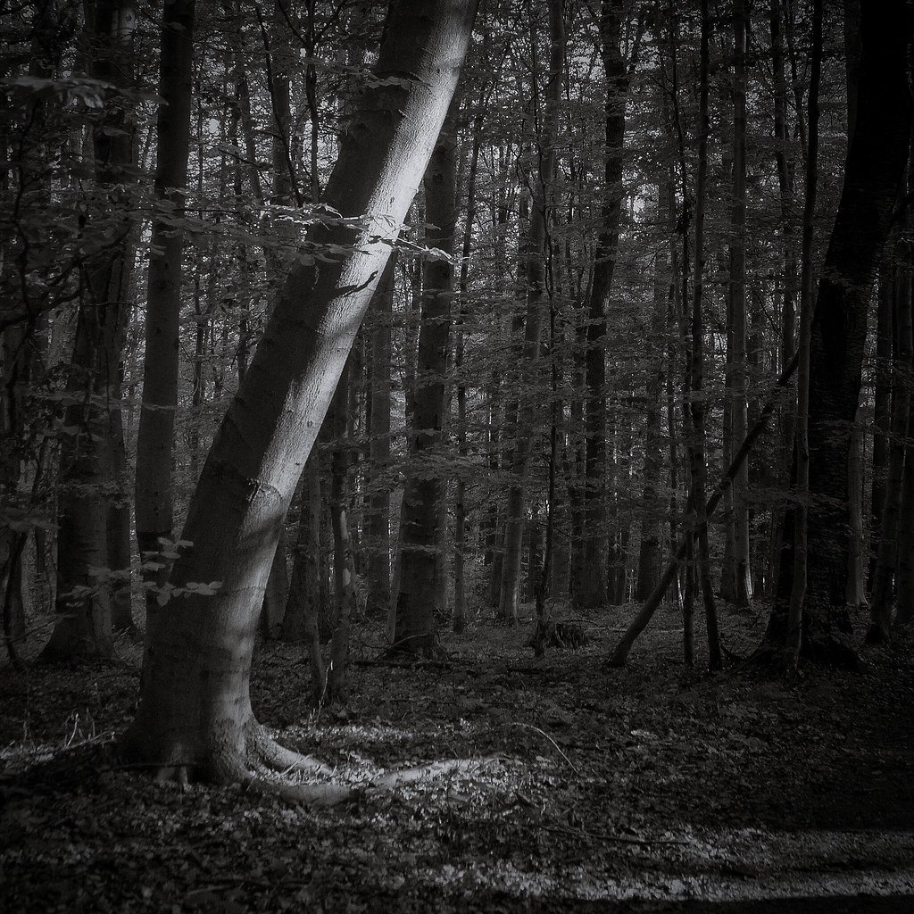 A black and white photograph of a leaning pale beech trunk in a dark, dense wood