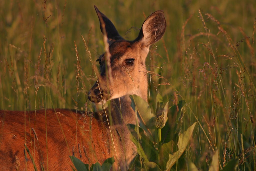 The head and shoulders of a doe partly hidden by tall grass in warm evening light