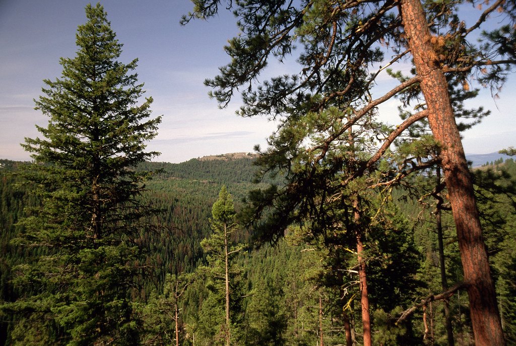 Tall pines in the foreground with a broad forested valley and a distant ridge beyond