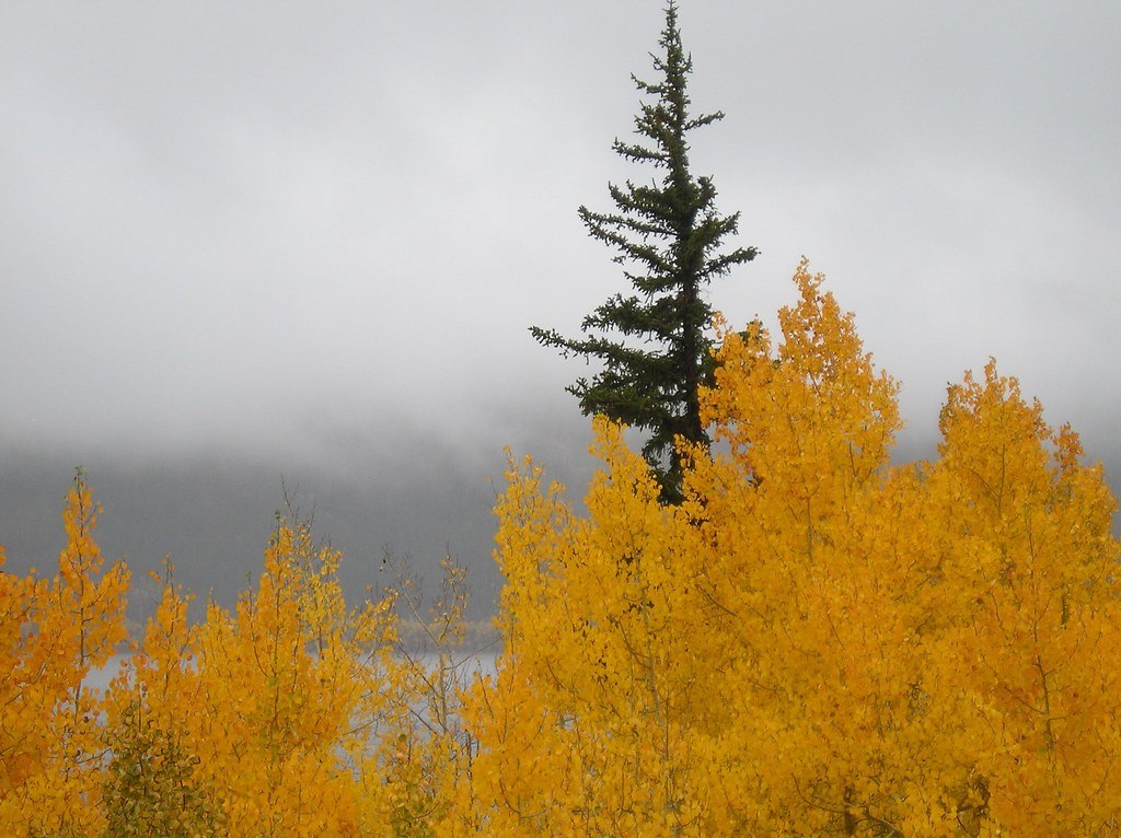 Bright yellow aspen crowns in front of a single dark conifer with fog and cloud behind