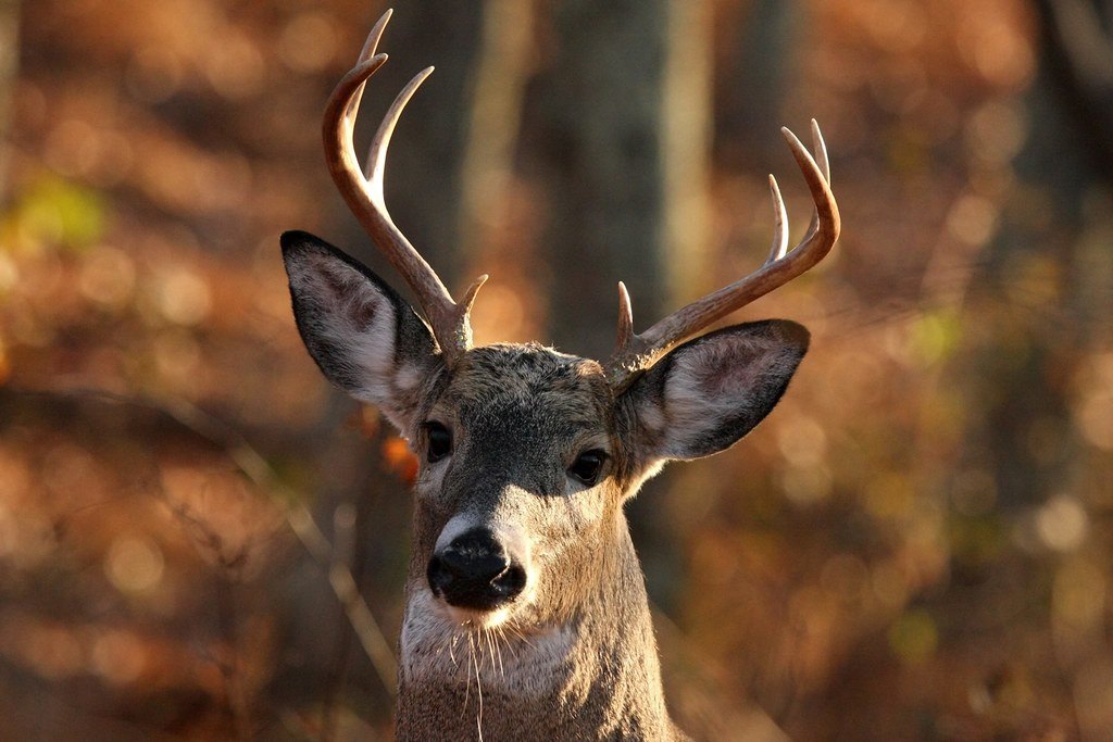 A white-tailed buck with hard antlers standing in autumn woods, backlit by low sun