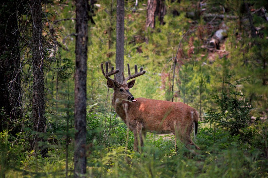 A white-tailed buck in velvet standing among pine trunks and green undergrowth