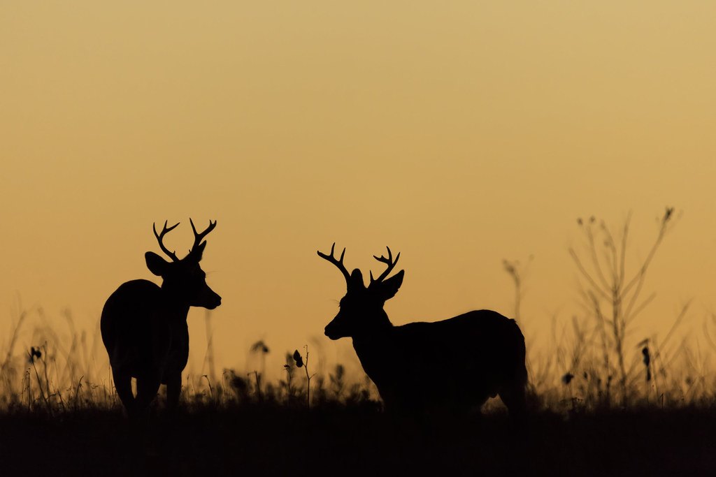 Two white-tailed bucks silhouetted against an orange sky at last light