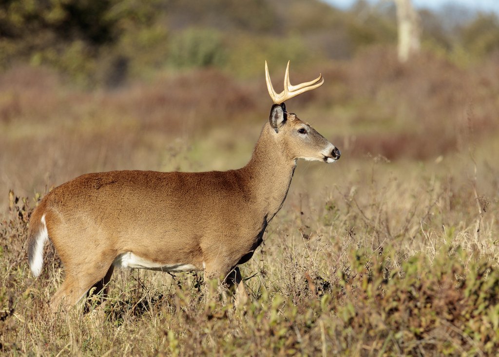A white-tailed buck standing in tall autumn grass