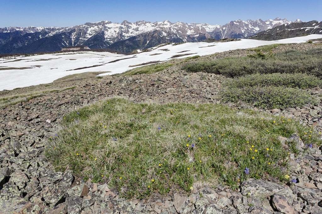 An alpine meadow of low grass and scattered wildflowers with snowfields and a jagged mountain range beyond
