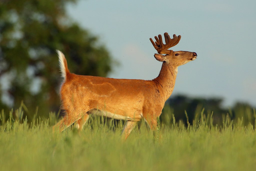 A white-tailed buck in velvet standing in tall summer grass