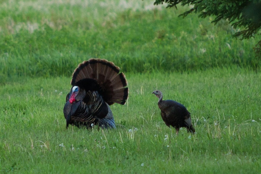 A wild turkey gobbler fanned in full strut beside a hen in a green field