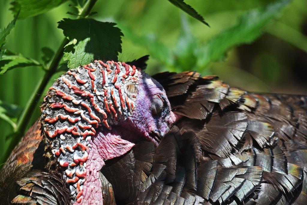 Close view of a wild turkey gobbler head and neck showing the bare skin and caruncles