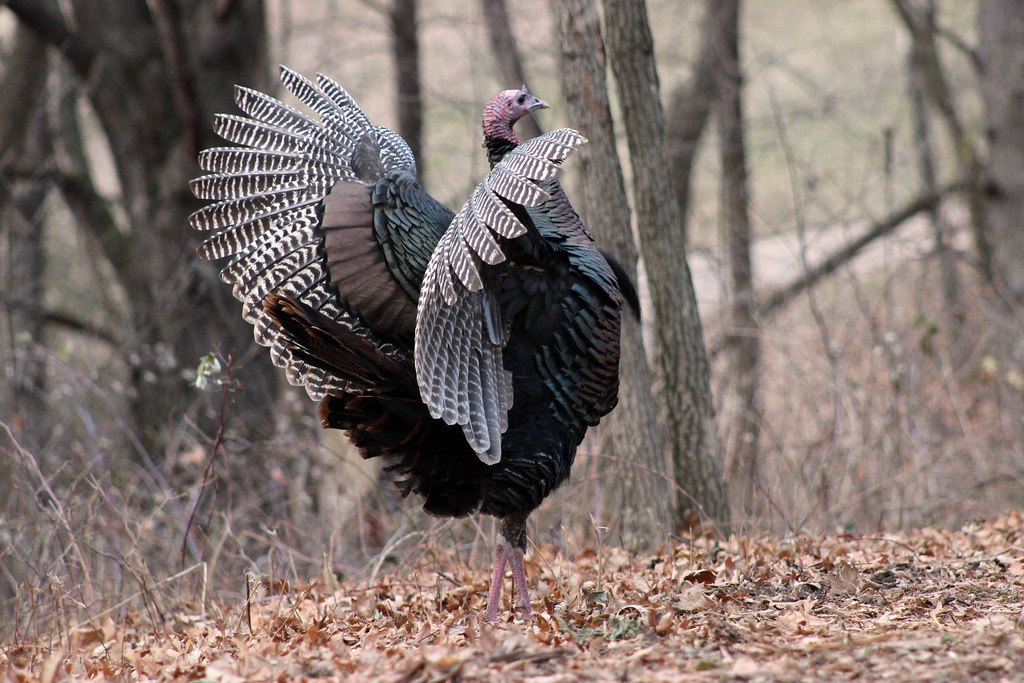 A wild turkey gobbler in full strut on a carpet of oak leaves in bare timber
