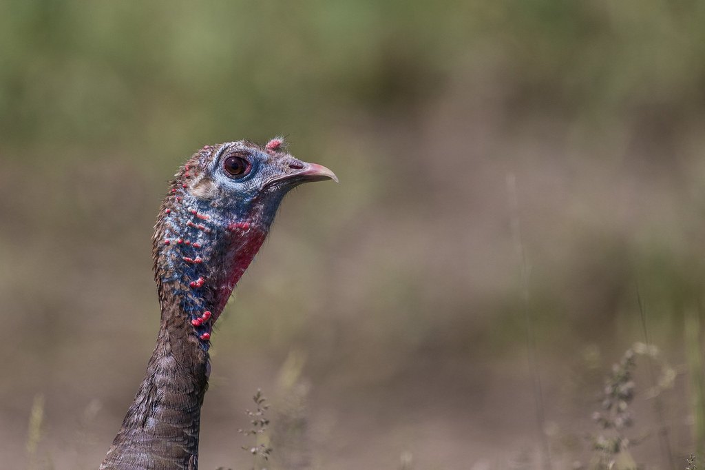 Close view of the head and neck of a wild turkey above dry grass