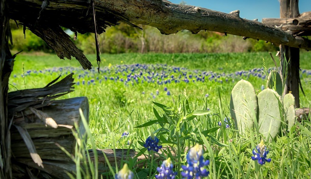 Prickly pear cactus and bluebonnets growing along a weathered cedar rail fence