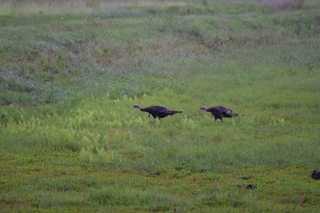 Two wild turkeys feeding in an open expanse of grass and low ferns