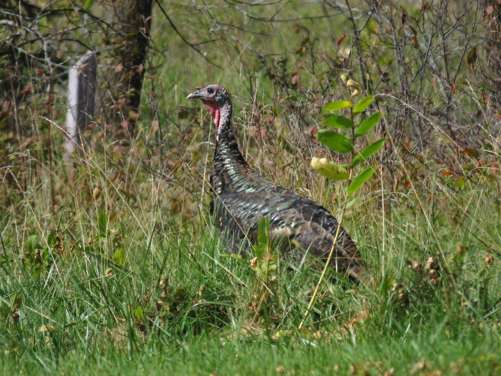A wild turkey standing in tall grass and brush at the edge of timber