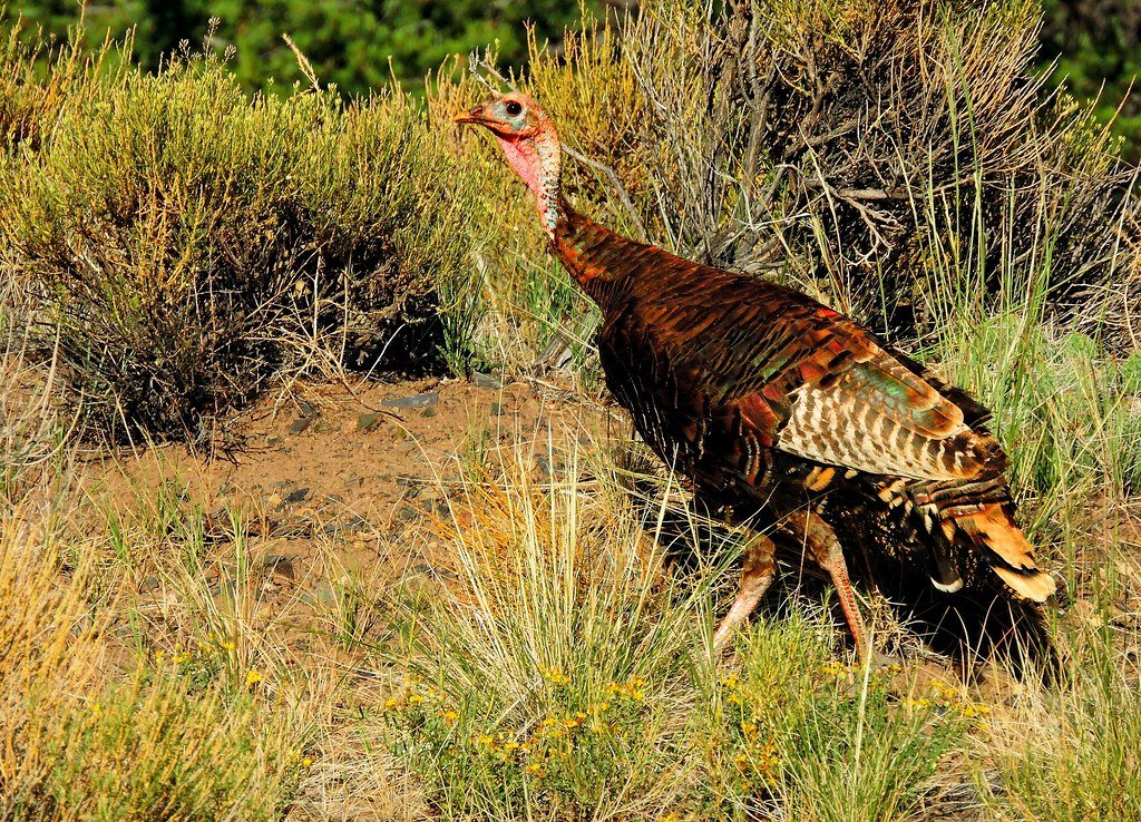 A Rio Grande wild turkey walking through open sage and grass country