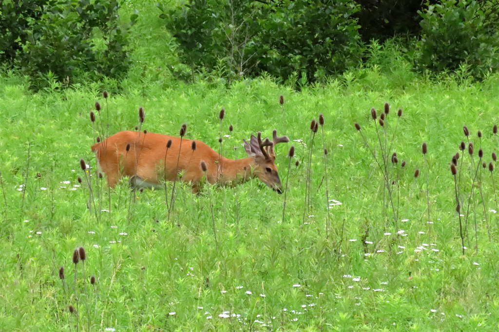 A white-tailed buck in velvet feeding in a green summer meadow full of teasel
