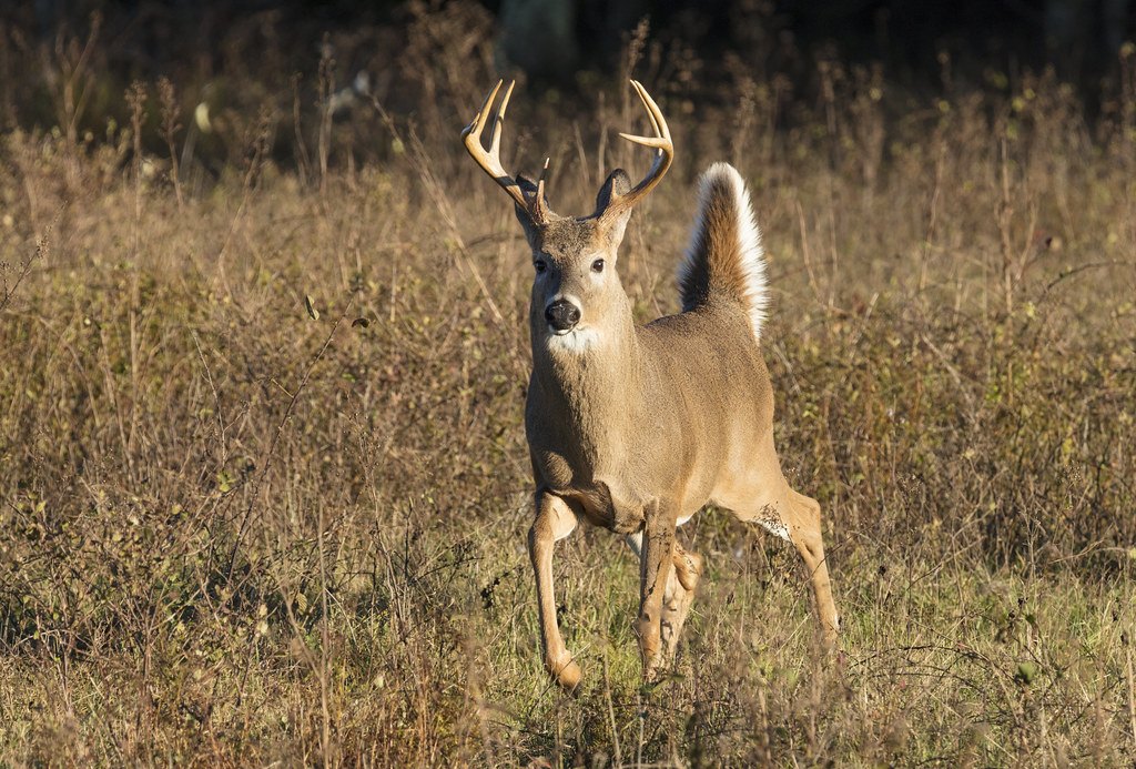 A white-tailed buck standing alert in tall brown grass with its tail raised