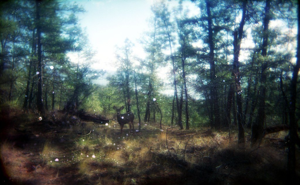 A deer standing in misty timber seen from a distance