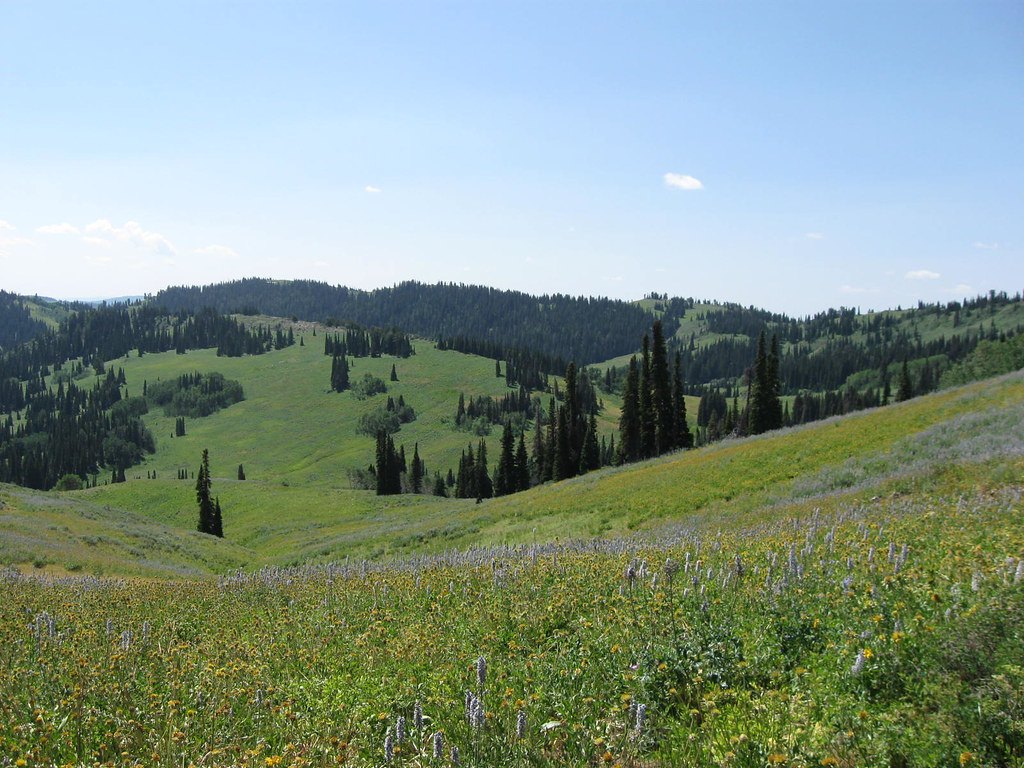 Rolling green hills with strips of conifer timber and a wildflower slope in the foreground