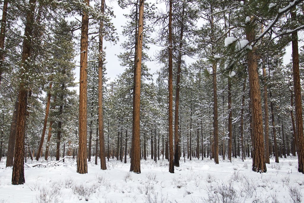 An open stand of tall ponderosa pines with snow on the ground and in the branches