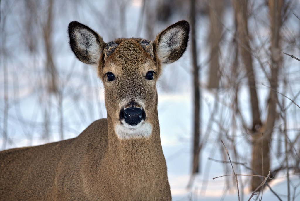 A white-tailed doe standing in snow among bare saplings