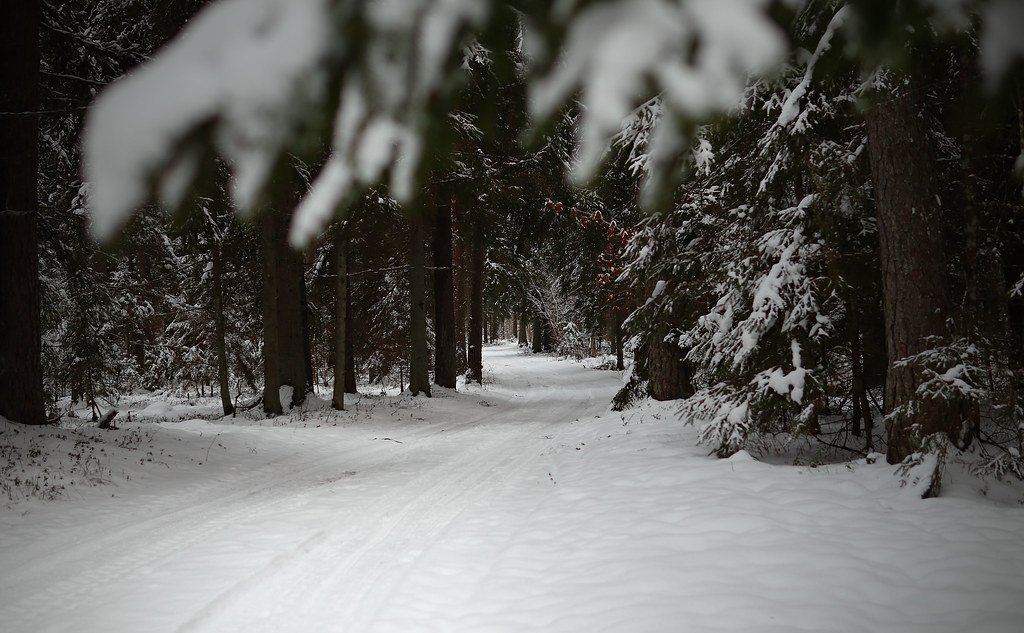 A snow covered track running through a dense stand of snow laden conifers