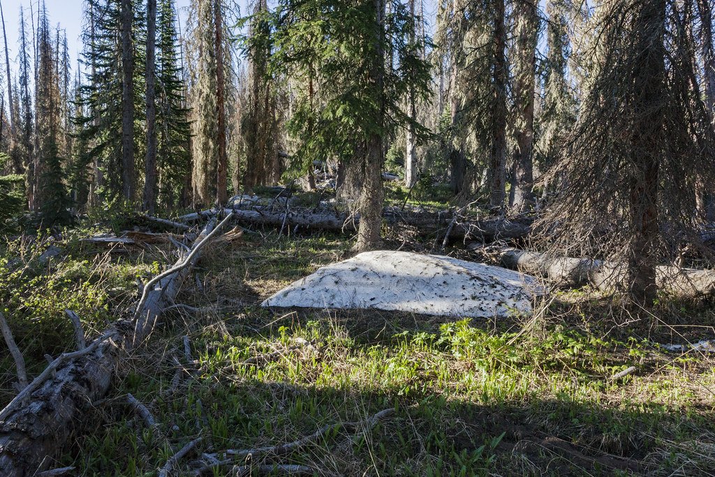 Spruce timber with fallen logs across the forest floor and a patch of old snow
