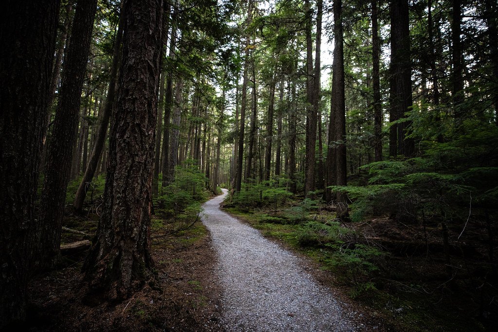A narrow trail through dense pine forest