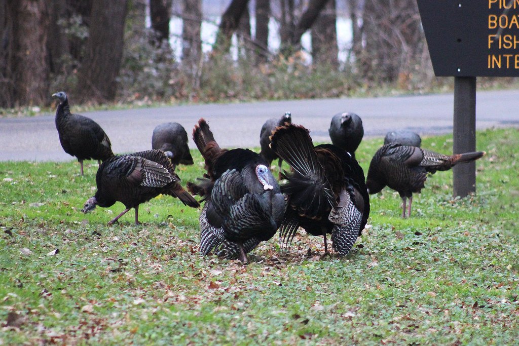 A flock of wild turkeys on grass beside a road, two of the birds strutting with tails fanned
