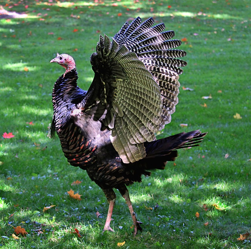 A wild turkey standing on grass with one wing raised and tail feathers spread